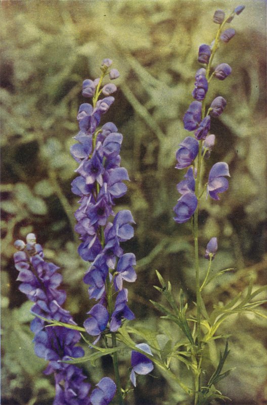 Divoké květiny: Monkshood (barevná fotografie) od Charles Essenhigh Corke