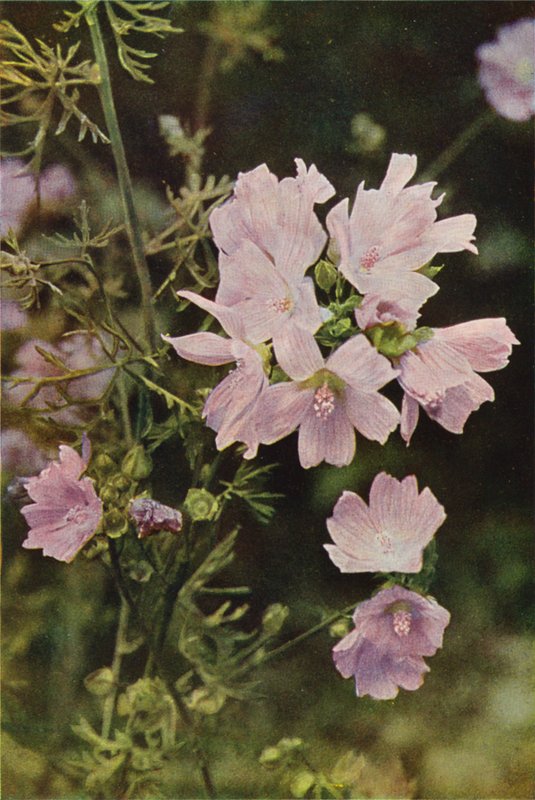 Divoké květiny: Sléz pižmový (barevné foto) od Charles Essenhigh Corke