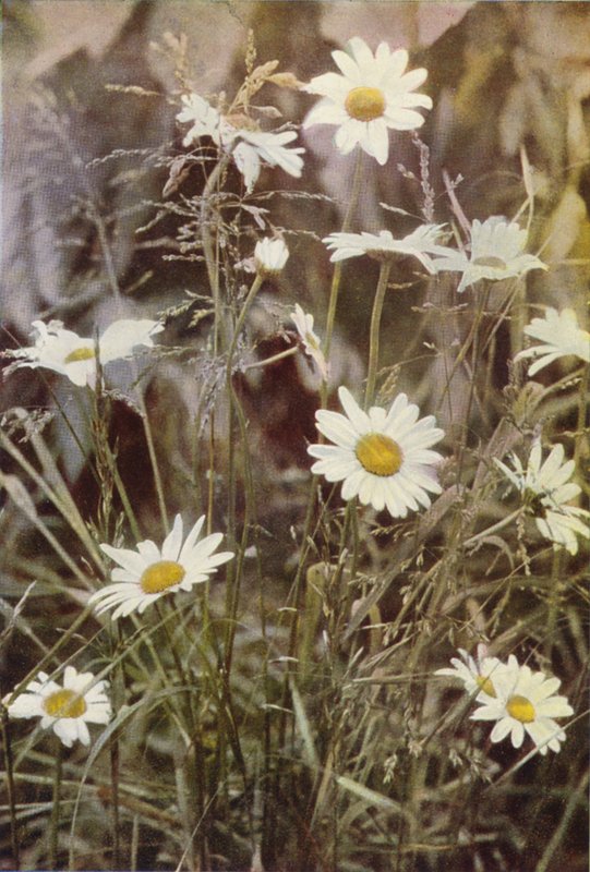 Divoké květiny: Ox-Eye Daisy (barevné foto) od Charles Essenhigh Corke