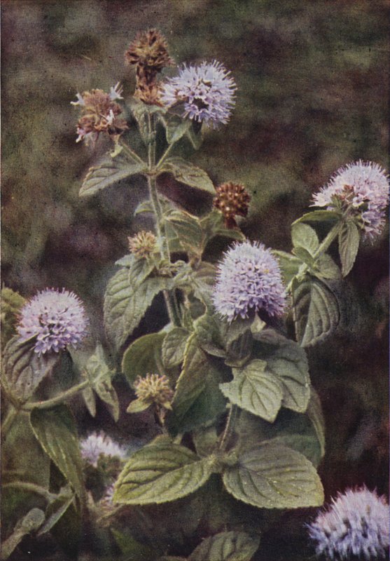 Divoké květiny: Pepper-Mint (barevné foto) od Charles Essenhigh Corke