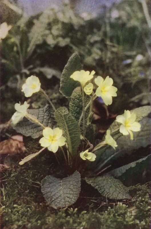 Divoké květiny: Primrose (barevné foto) od Charles Essenhigh Corke