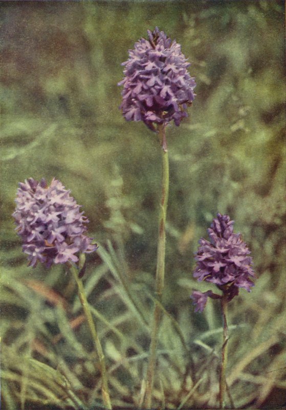 Divoké květiny: Pyramid Orchis (barevné foto) od Charles Essenhigh Corke