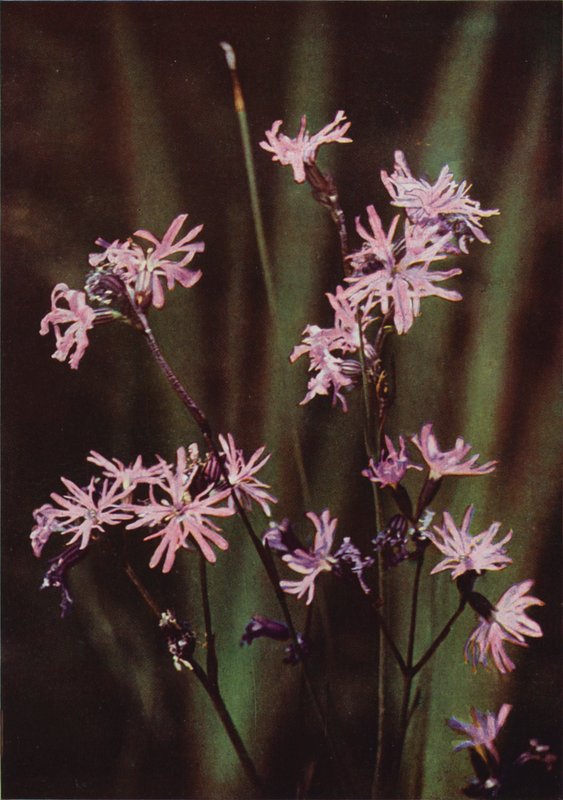 Divoké květiny: Ragged Robin (barevné foto) od Charles Essenhigh Corke