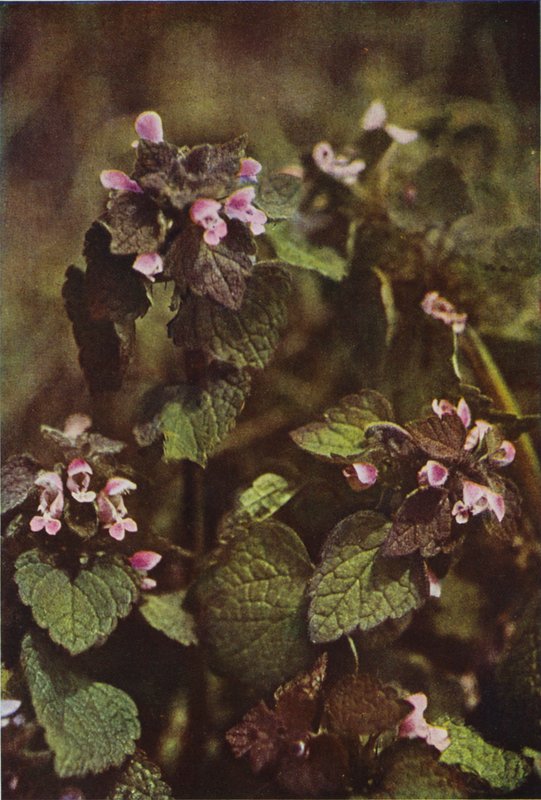 Divoké květiny: Red Dead Nettle (barevné foto) od Charles Essenhigh Corke