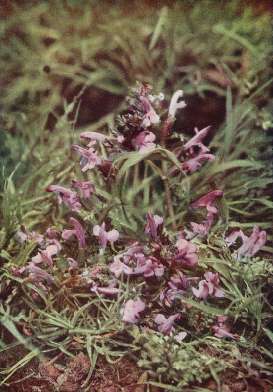 Divoké květiny: Red Rattle (barevné foto) od Charles Essenhigh Corke