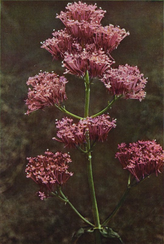 Divoké květiny: kozlík červený (barevné foto) od Charles Essenhigh Corke