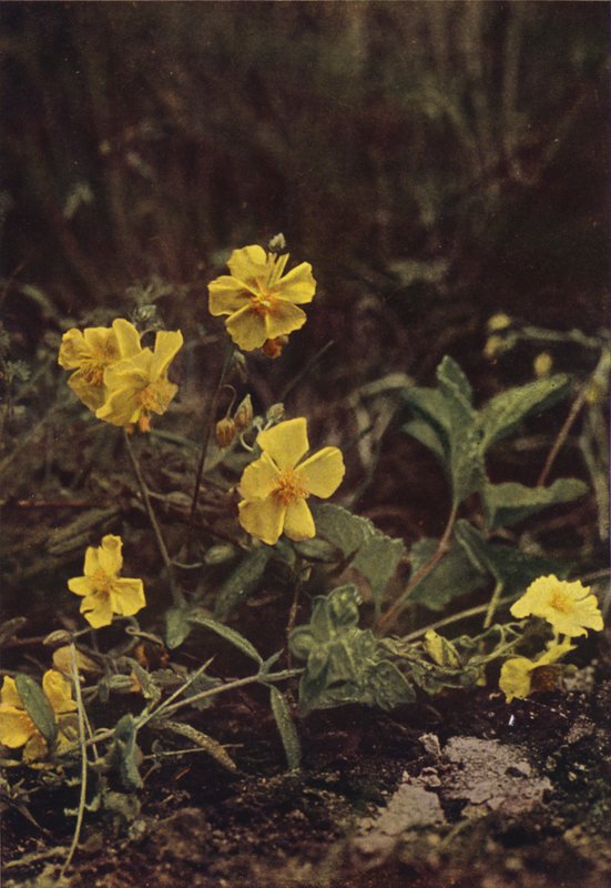 Divoké květiny: Rock Rose (barevné foto) od Charles Essenhigh Corke