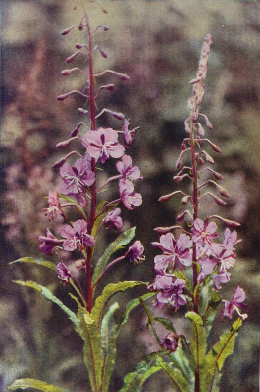 Divoké květiny: Rose-Bay Willow Herb (barevné foto) od Charles Essenhigh Corke