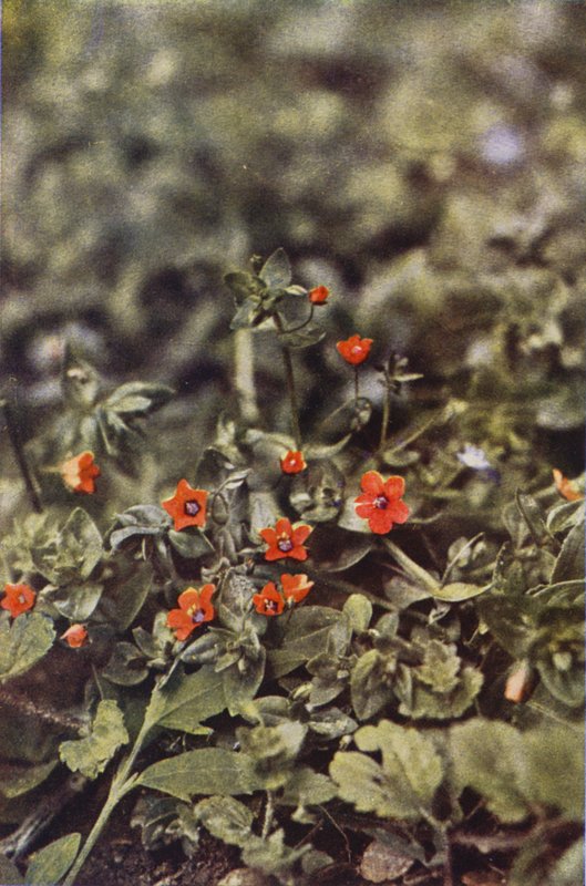 Divoké květiny: Scarlet Pimpernel (barevné foto) od Charles Essenhigh Corke