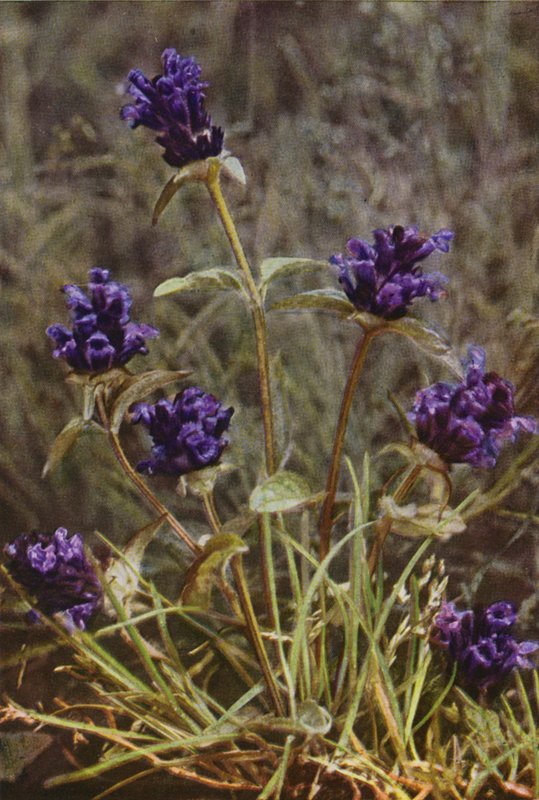 Divoké květiny: Self-Heal (barevné foto) od Charles Essenhigh Corke
