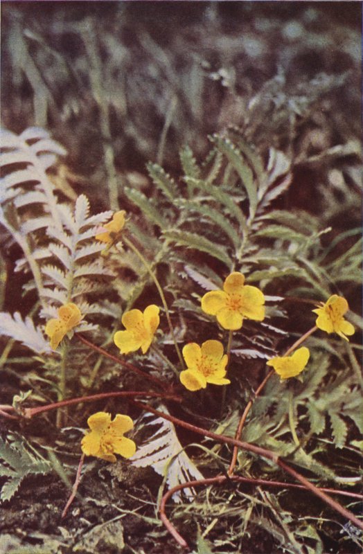 Divoké květiny: Silverweed (barevné foto) od Charles Essenhigh Corke