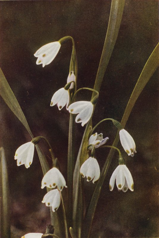 Divoké květiny: Sněhová vločka (barevné foto) od Charles Essenhigh Corke