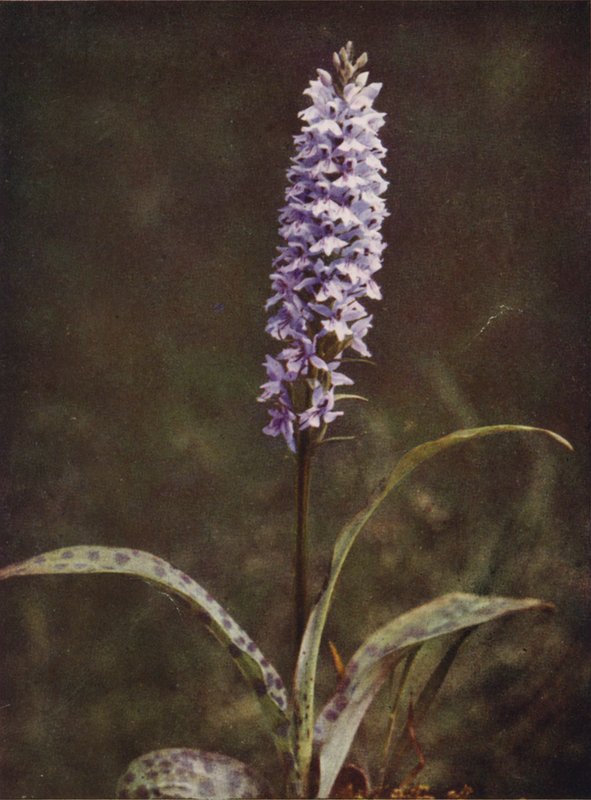 Divoké květiny: Orchis skvrnitá (barevné foto) od Charles Essenhigh Corke