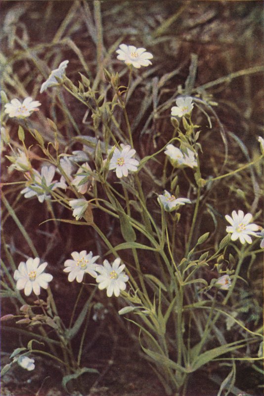 Divoké květiny: Stitchwort (barevné foto) od Charles Essenhigh Corke
