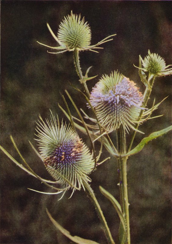Divoké květiny: Teasel (barevné foto) od Charles Essenhigh Corke