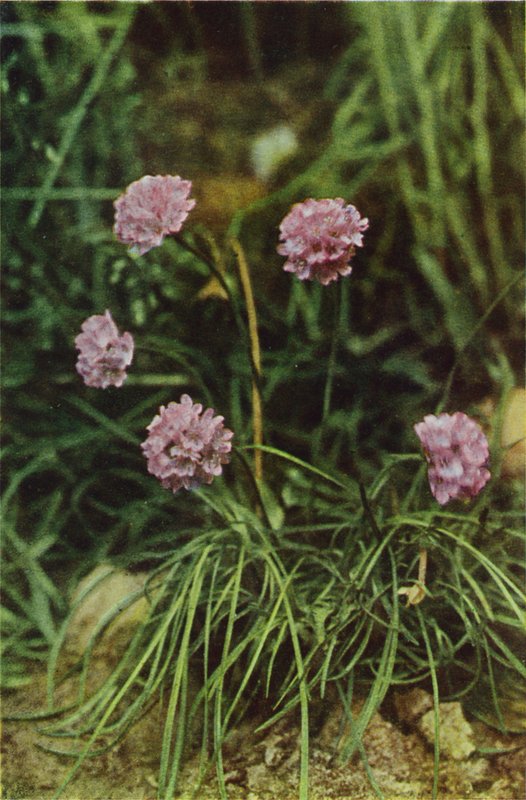 Divoké květiny: Spořivost (barevné foto) od Charles Essenhigh Corke
