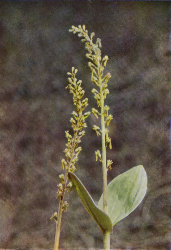 Divoké květiny: Twayblade (barevné foto) od Charles Essenhigh Corke