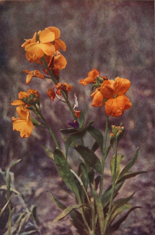 Divoké květiny: Wallflower (barevné foto) od Charles Essenhigh Corke