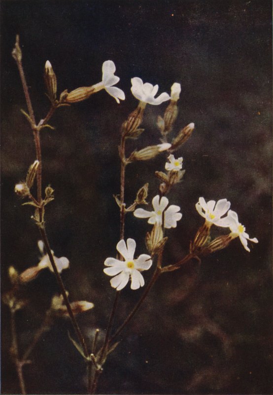 Divoké květiny: White Campion (barevné foto) od Charles Essenhigh Corke