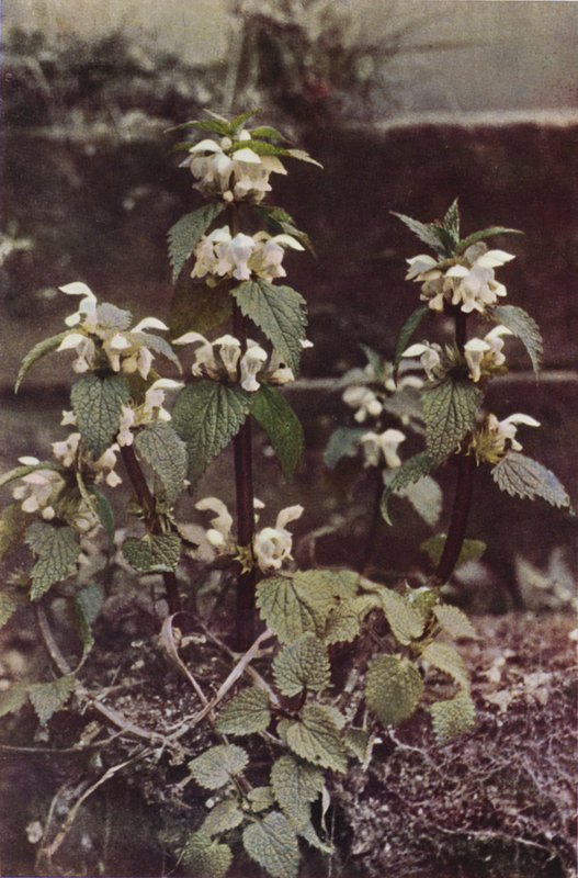 Divoké květiny: White Deadnettle (barevné foto) od Charles Essenhigh Corke