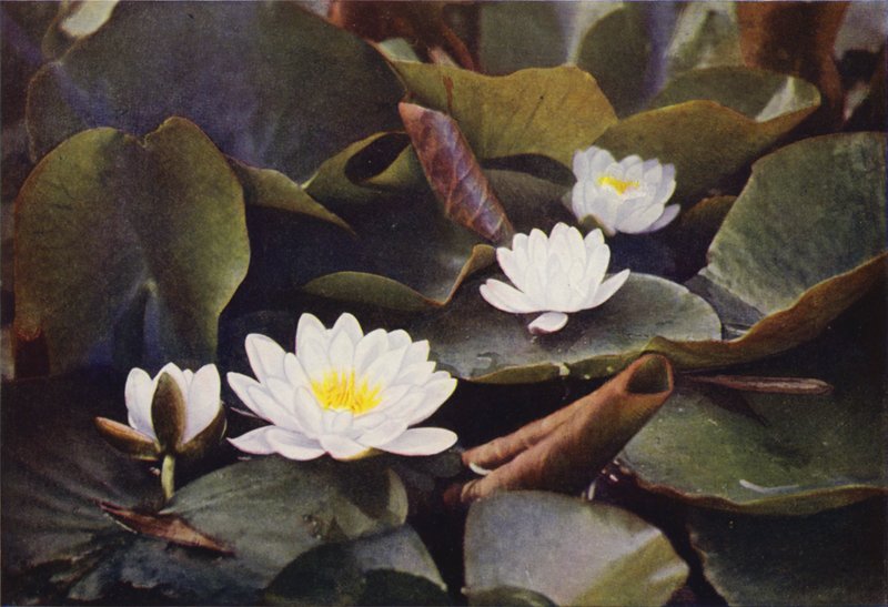 Divoké květiny: White Water Lily (barevné foto) od Charles Essenhigh Corke