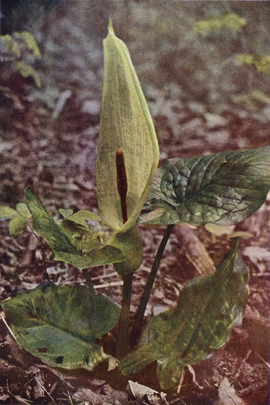 Divoké květiny: Arum divoký (barevné foto) od Charles Essenhigh Corke