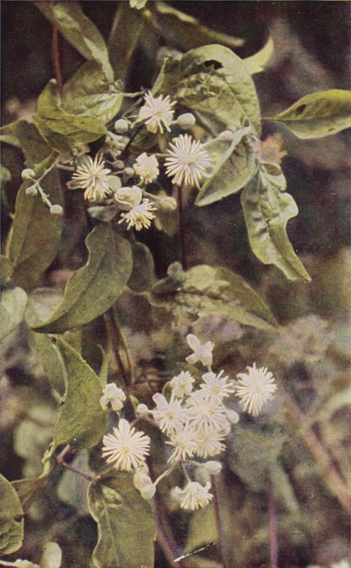 Divoké květiny: Wild Clematis (barevné foto) od Charles Essenhigh Corke