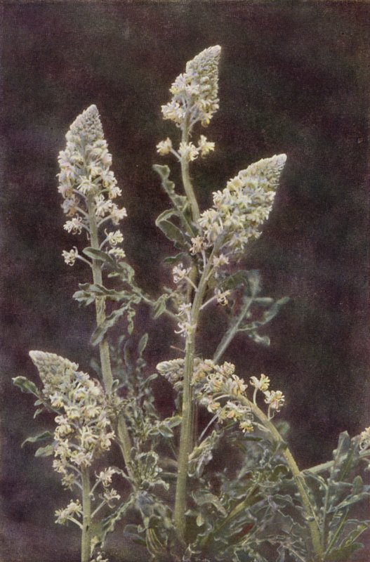 Divoké květiny: Wild Mignonette (barevné foto) od Charles Essenhigh Corke