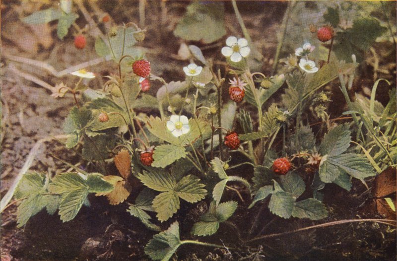 Divoké květiny: lesní jahoda (barevné foto) od Charles Essenhigh Corke