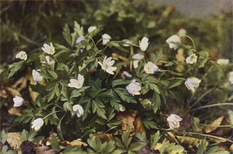 Divoké květiny: Sasanka lesní (barevné foto) od Charles Essenhigh Corke