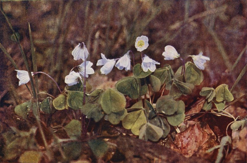 Divoké květiny: Wood Sorrel (barevné foto) od Charles Essenhigh Corke
