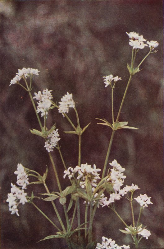 Divoké květiny: Woodruff (barevné foto) od Charles Essenhigh Corke