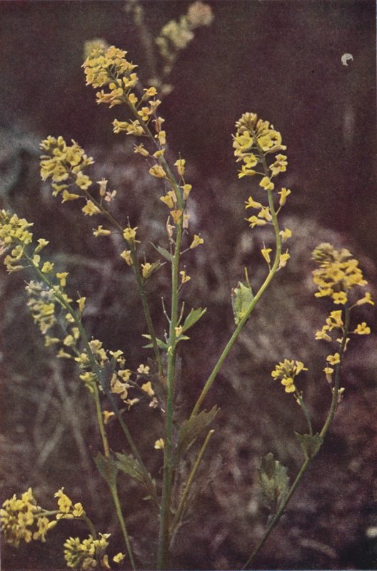 Divoké květiny: Yellow Rocket (barevné foto) od Charles Essenhigh Corke