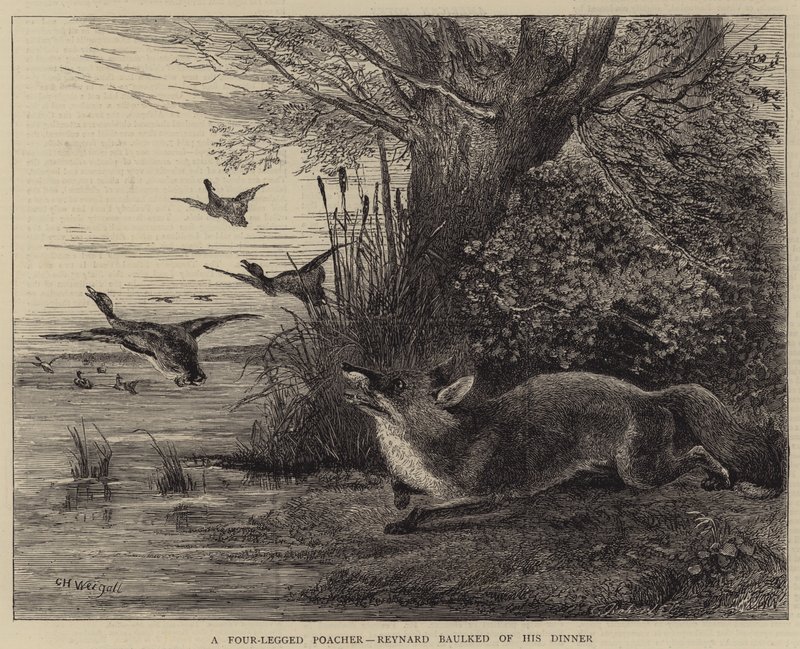 Reynard, čtyřnohý pytlák, se zbavil své večeře od Charles Harvey Weigall