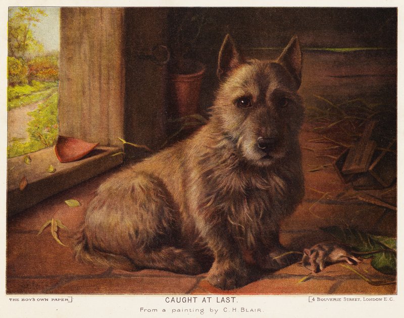 Konečně chyceno (barva lito) od Charles Henry Blair