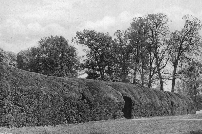 Giant Yew Hedge od Charles Latham