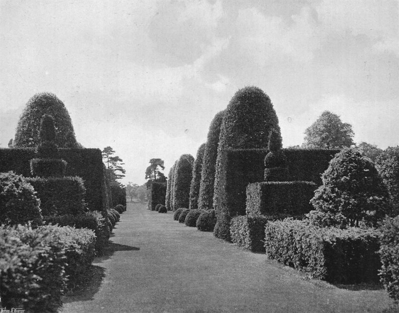 Ilex a tis od Charles Latham