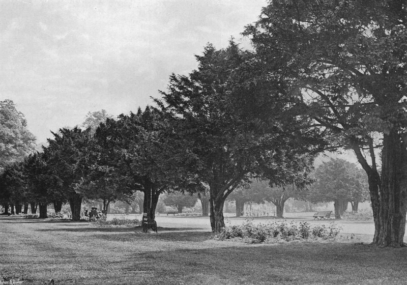 The Yews at Hampton Court To-Day (č/b foto) od Charles Latham