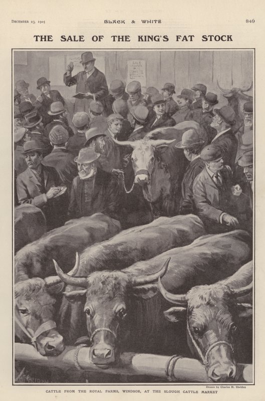 Dobytek z královských farem ve Windsoru na prodej na dobytčím trhu Slough, Berkshire (litho) od Charles Mills (after) Sheldon
