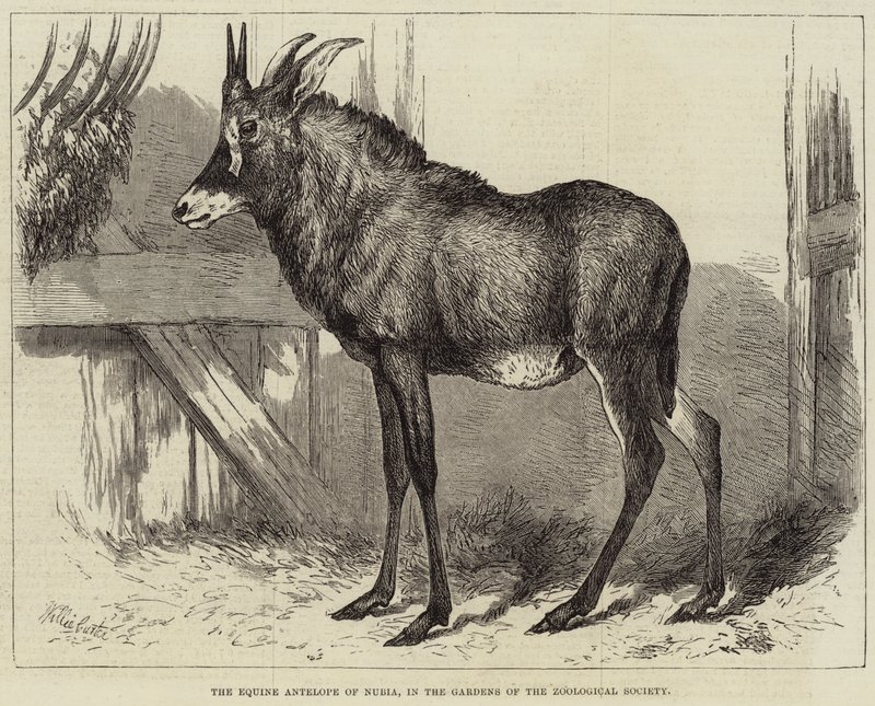 Koňská antilopa z Núbie, v zahradách Zoologické společnosti od Charles William Carter