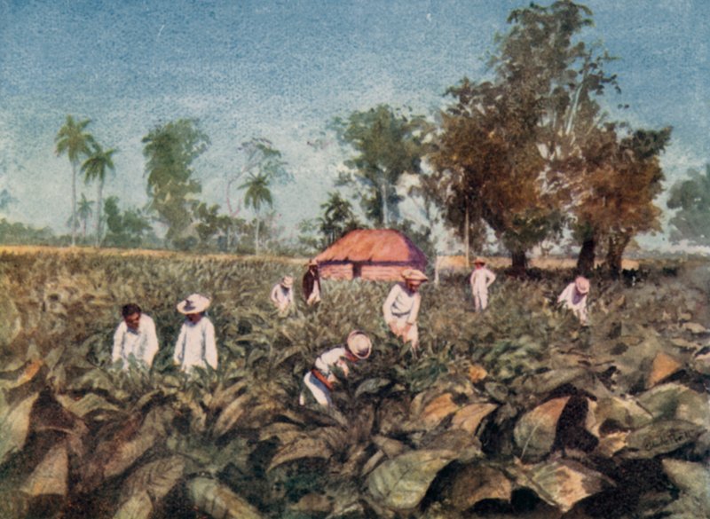 Tabáková plantáž, Kuba (barva litho) od Claude Pratt