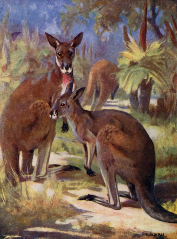 V ZOO: Klokani (barevné lito) od Cuthbert Edmund Swan