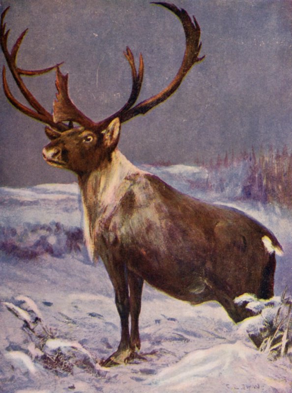 V zoo: sob (barevný litho) od Cuthbert Edmund Swan
