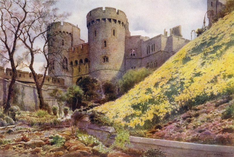 Narcisy na kopci pod kulatou věží, hrad Windsor (barva litho) od Cyril Ward