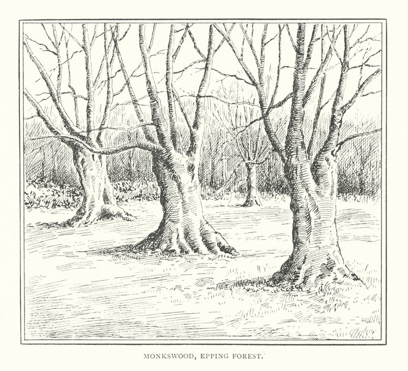 Monkswood, Epping Forest (litografie) od Duncan Moul