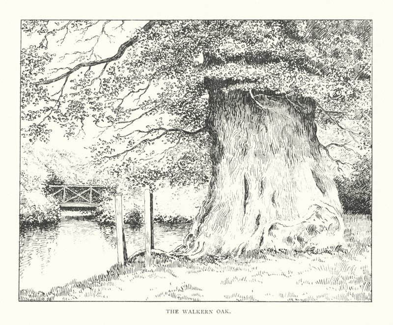 The Walkern Oak (litografie) od Duncan Moul