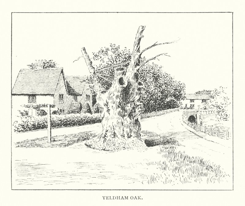 Yeldham Oak (litografie) od Duncan Moul