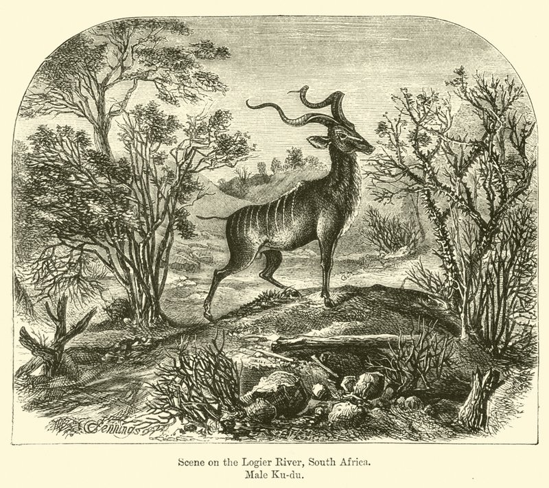 Scéna na řece Logier, Jižní Afrika, Malé Ku-du od E. Jennings