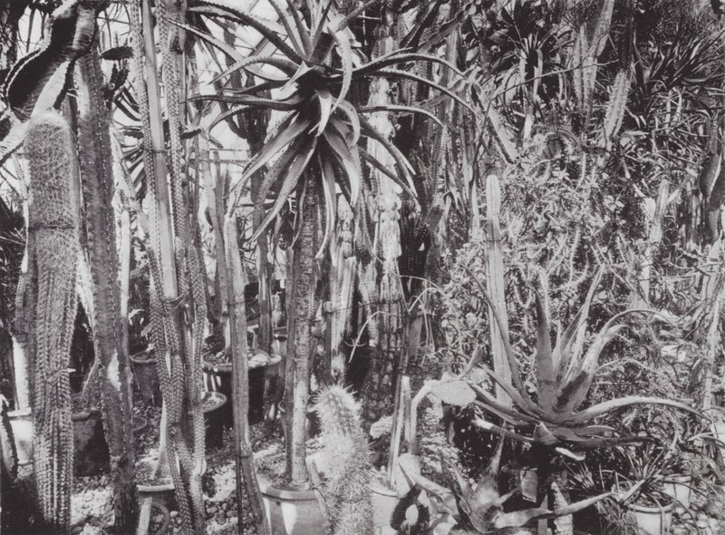 Kew Gardens, asi 1900 (čb fotografie) od E. J. Wallis
