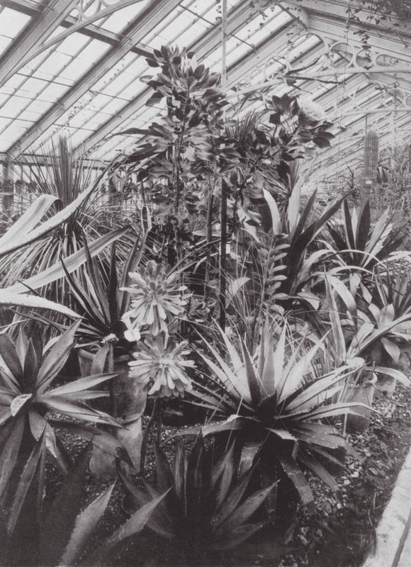 Kew Gardens, asi 1900 (čb fotografie) od E. J. Wallis